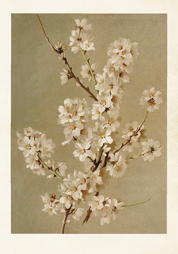 Sköna Ting Poster Vintage n. 584 - 35 x 50 cm - Bloomling Italia